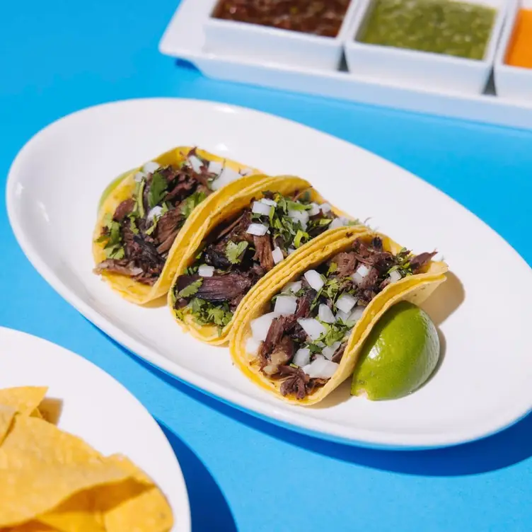 Wild Salsa - Dallas Gallery